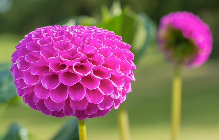 A vibrant pink pom pom dahlia blooms prominently, and another dahlia in the blurred background.