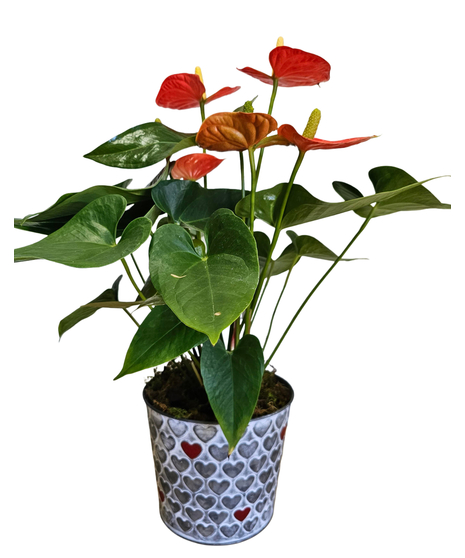 Anthurium Plant