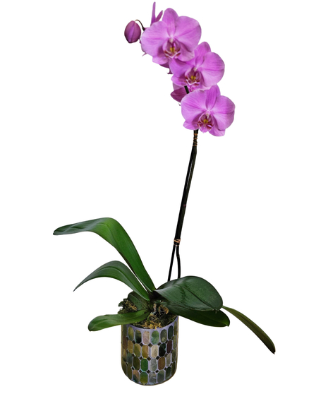 Phalaenopsis Orchid Plant