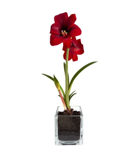 Amaryllis Winter Garden Kit