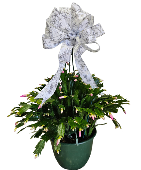 Holiday blooming Christmas Cactus in a holiday container with ribbon